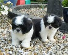 Shih Tzu Puppies Available