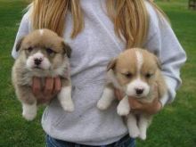Smart Pembroke Welsh Corgi Puppies Available Txt via (53 x 05 x 22 x 81 x 15
