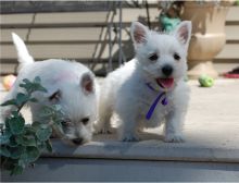 West Highland Terrier Puppies ready