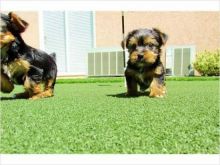 XMAS 10 weeks old purebred Yorkie puppies for adoption