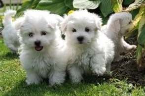 Available pups Snow white Maltese puppies male and female Txt only via (30 x 25 x 14 x 80 x 78 Image eClassifieds4u