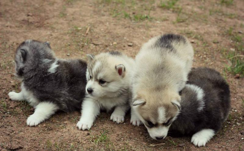Beautiful Pomsky Puppies For Sale Image eClassifieds4u