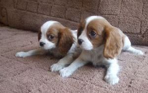 Cavalier king charles spaniel Puppies for rehoming Image eClassifieds4u