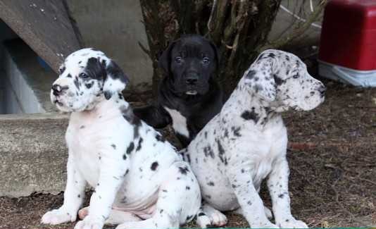 great dane puppies ready ,Excellent harlequin and melerqiue pups Txt only via (90 x 12 x 13 x 87 x Image eClassifieds4u
