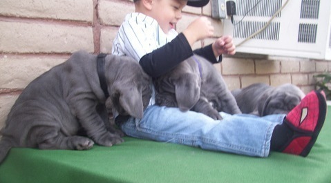 Lovely Neapolitan Mastiff puppies available Image eClassifieds4u
