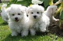 Available pups Snow white Maltese puppies male and female Txt only via (30 x 25 x 14 x 80 x 78 Image eClassifieds4U