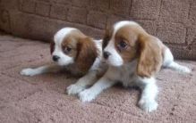 Cavalier king charles spaniel Puppies for rehoming Image eClassifieds4U