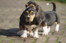 readdy Charming Basset Hound Puppies Available Image eClassifieds4U