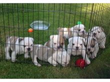 Smart English Bulldog Puppies Ready Txt only via (30 x 25 x 14 x 80 x 78 Image eClassifieds4U