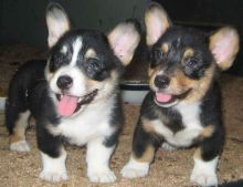 Smart Pembroke Welsh Corgi Puppies Available Txt via (53 x 05 x 22 x 81 x 15 Image eClassifieds4u 2