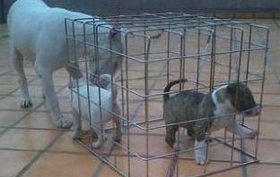 Puppies Available Awesome Male & Female Bull Terrier Image eClassifieds4u