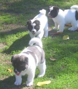 Ready now Akita Puppies for Available male and female Image eClassifieds4u