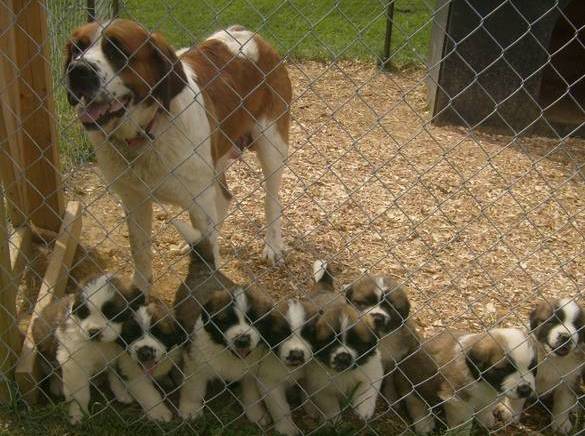Saint Bernard Puppies Available,Charming male and female pups Image eClassifieds4u