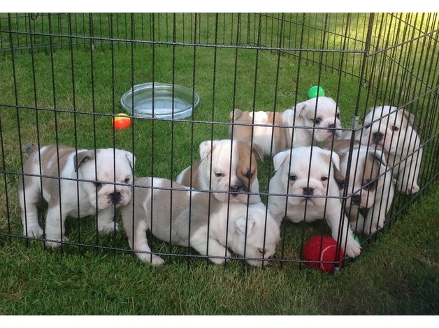 Smart English Bulldog Puppies Ready Txt only via (30 x 25 x 14 x 80 x 78 Image eClassifieds4u