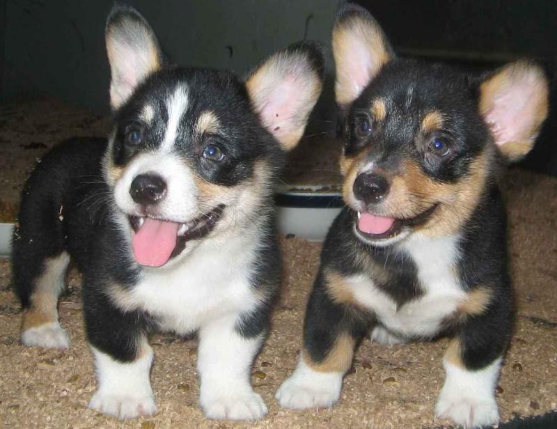 Smart Pembroke Welsh Corgi Puppies Available Txt via (53 x 05 x 22 x 81 x 15 Image eClassifieds4u