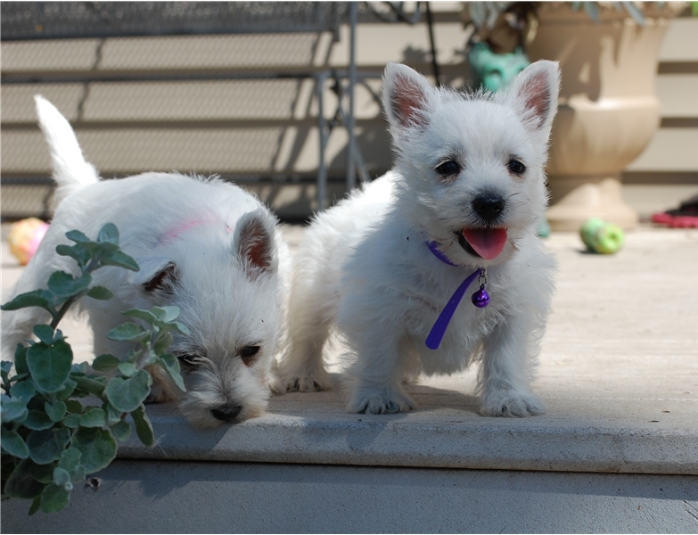 West Highland Terrier Puppies ready Image eClassifieds4u