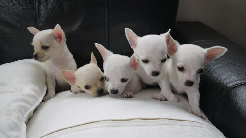 White Apple Head Teacup Chihuahua Puppies Ready Image eClassifieds4u