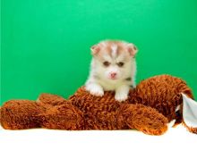 Adorable pomsky Puppy ready for his new home for x-mas