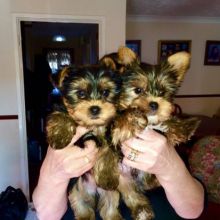XMAS Hurry to Bring Home a Teacup Yorkie Puppy