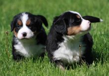 *beautiful Bernese Mountain Dog Puppies For Sale, SMS (408) 800-1959