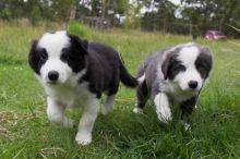 Border Collie Puppies.**vaccinated **Puppies For Sale, Text (408) 800-1959