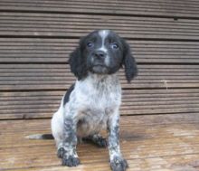 Brittany Spaniel Springer Puppies For Sale, Text (408) 800-1959