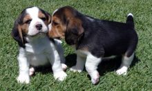 I Have Two Gorgeous Beagle Puppies For Sale, SMS (408) 800-1959