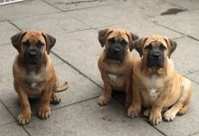Last 3 Sweet Boerboel Puppies For Sale, Text (408) 800-1959