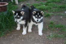 Pure Alaskan Malamute Puppies For Sale, SMS (408) 800-1959