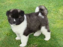 Show Quality Kc Reg Akita Puppies For Sale, SMS (408) 800-1959