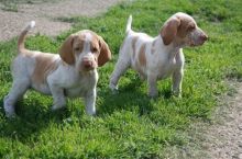 Stunning Bracco Italiano Puppies For Sale, Text (408) 800-1959