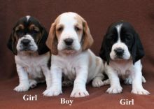 Stunning Quality Basset Hound For Sale, SMS (408) 800-1959