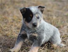 Super Australian Cattle Dog Puppies For Sale, SMS (408) 800-1959