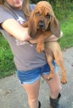 Top Show Winning Kennel Bloodhound , Text (408) 800-1959