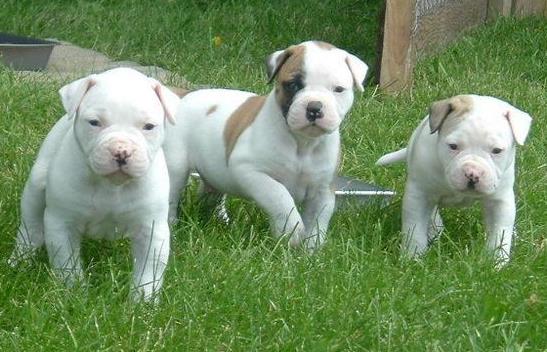 American Bulldog Puppies For Sale, SMS (408) 800-1959 Image eClassifieds4u