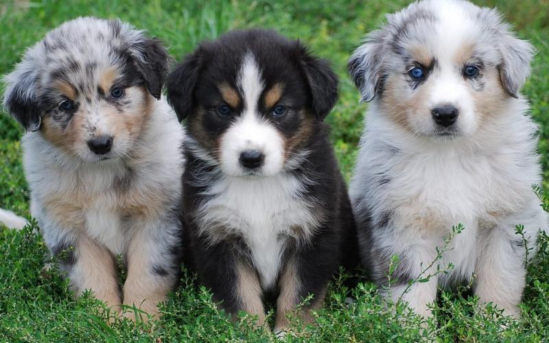Australian Shepherd Puppies For Sale, SMS (408) 800-1959 Image eClassifieds4u