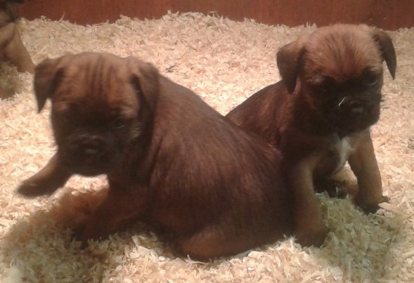 Border Terrier Puppies For Sale, Text (408) 800-1959 Image eClassifieds4u