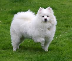 Canadian Eskimo Dog For Sale, Text (408) 800-1959 Image eClassifieds4u