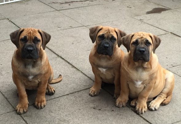Last 3 Sweet Boerboel Puppies For Sale, Text (408) 800-1959 Image eClassifieds4u