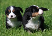*beautiful Bernese Mountain Dog Puppies For Sale, SMS (408) 800-1959 Image eClassifieds4u 1