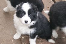Border Collie Puppies.**vaccinated **Puppies For Sale, Text (408) 800-1959 Image eClassifieds4u 2