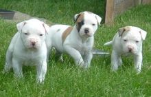 American Bulldog Puppies For Sale, SMS (408) 800-1959 Image eClassifieds4U