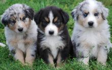 Australian Shepherd Puppies For Sale, SMS (408) 800-1959 Image eClassifieds4u 1