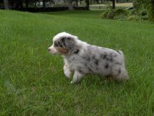 Australian Shepherd Puppies For Sale, SMS (408) 800-1959 Image eClassifieds4u 2