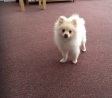 Beautiful Pomeranian Puppies For Sale, Text (408) 800-1959 Image eClassifieds4U