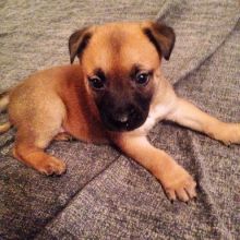 Belgian Malinois Puppies For Sale, SMS (408) 800-1959 Image eClassifieds4U