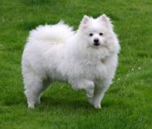 Canadian Eskimo Dog For Sale, Text (408) 800-1959 Image eClassifieds4U