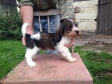 Petit Basset Griffon Vendeen Puppies For Sale, SMS (408) 800-1959 Image eClassifieds4u 1