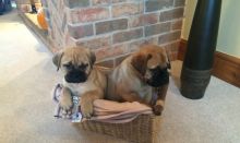 Stunning Chunky Kc Registered Bullmastiff Puppies For Sale, Text (408) 800-1959 Image eClassifieds4U