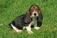 Stunning Quality Basset Hound For Sale, SMS (408) 800-1959 Image eClassifieds4u 2